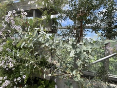 Eucalyptus gunnii