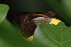 Nyctelius nyctelius