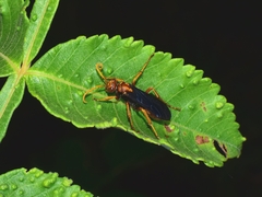 Batozonellus annulatus