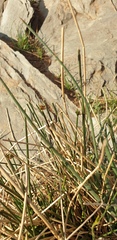 Cyperus gymnocaulos