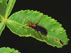 Batozonellus annulatus