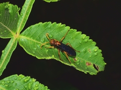 Batozonellus annulatus