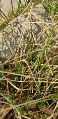 Cyperus gymnocaulos
