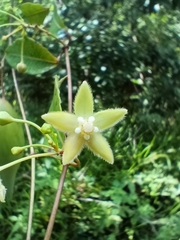 Blepharodon mucronatum