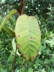 Blepharodon mucronatum