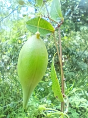 Blepharodon mucronatum