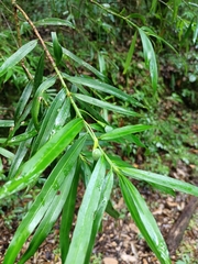 Podocarpus matudae