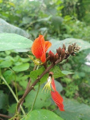 Erythrina breviflora