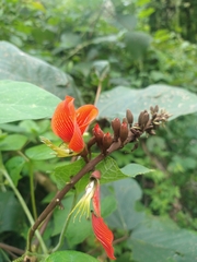 Erythrina breviflora