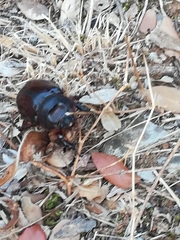 Oryctes nasicornis