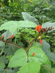 Erythrina breviflora