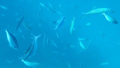 Pterocaesio digramma