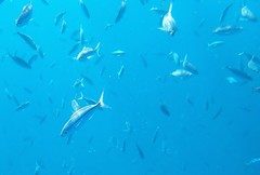 Pterocaesio digramma