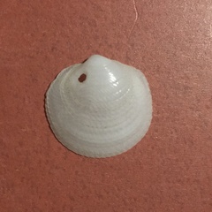 Divalinga quadrisulcata