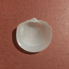 Divalinga quadrisulcata