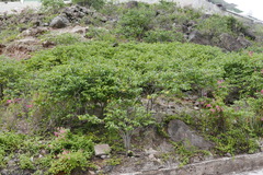 Cryptostegia madagascariensis