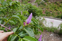 Cryptostegia madagascariensis