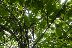 Cryptostegia madagascariensis