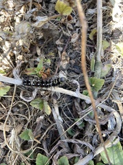 Vanessa virginiensis