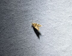 Theisoa constrictella