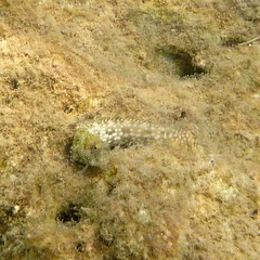 Salarias alboguttatus