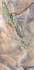Asplenium subglandulosum