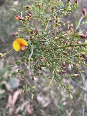 Bossiaea obcordata