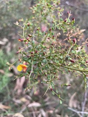 Bossiaea obcordata