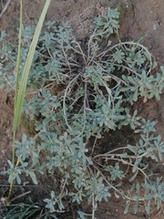 Odontarrhena obovata