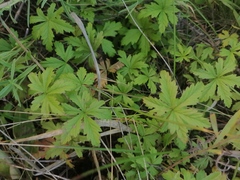 Potentilla flagellaris