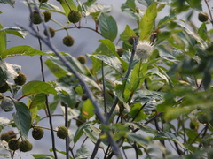 Cephalanthus occidentalis