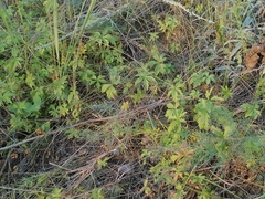 Potentilla flagellaris