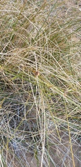 Cyperus gymnocaulos