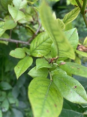 Tritoxa