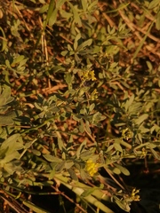 Odontarrhena obovata