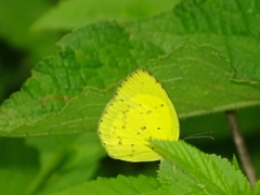 Eurema brigitta