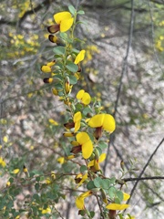 Bossiaea rhombifolia