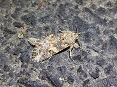 Spodoptera praefica