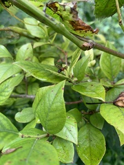 Tritoxa