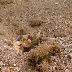 Ctenogobiops aurocingulus