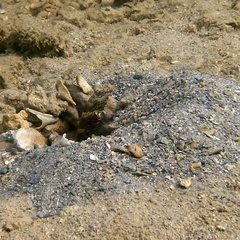 Cryptocentrus strigilliceps