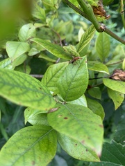 Tritoxa