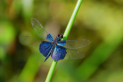 Rhyothemis triangularis