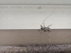 Hyperplatys maculatus