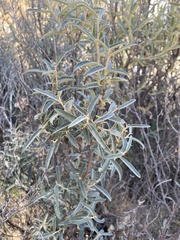 Salix breweri