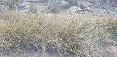 Cyperus gymnocaulos