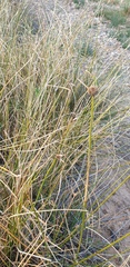Cyperus gymnocaulos