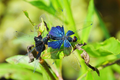 Rhyothemis triangularis
