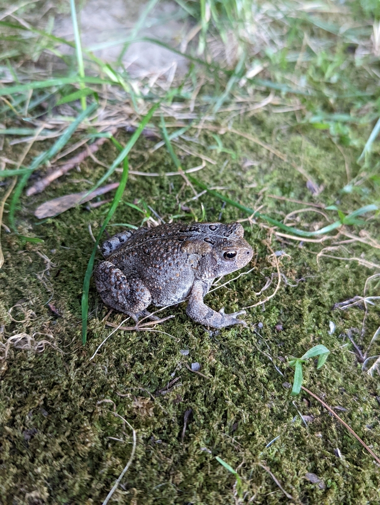 Anaxyrus americanus from Salisbury, VT 05769, USA on 2022년 08월 15일 (월) at 07:25 오후 by Heather L. Bateman · iNaturalist... 