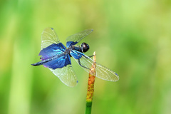 Rhyothemis triangularis
